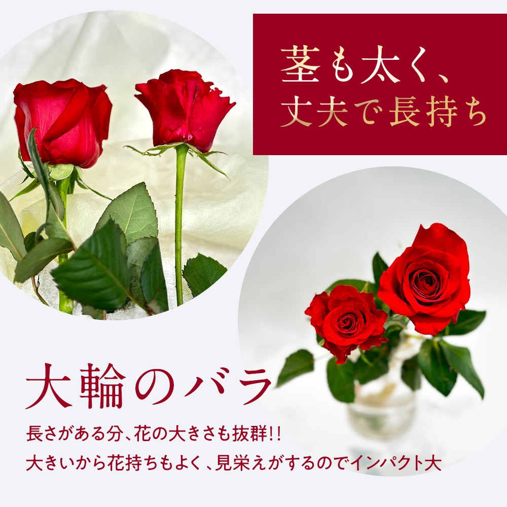 プレミアムローズ 【本数指定】 価格は1本単価 送料別 5本以上で送料無料 特別な赤バラ 大輪 合計108本まで限定 5日後から出荷対応 土日も出荷 ホワイトデー 卒業式 入学 プレゼント 生花 お祝い ギフト 税込 還暦 プロポーズ