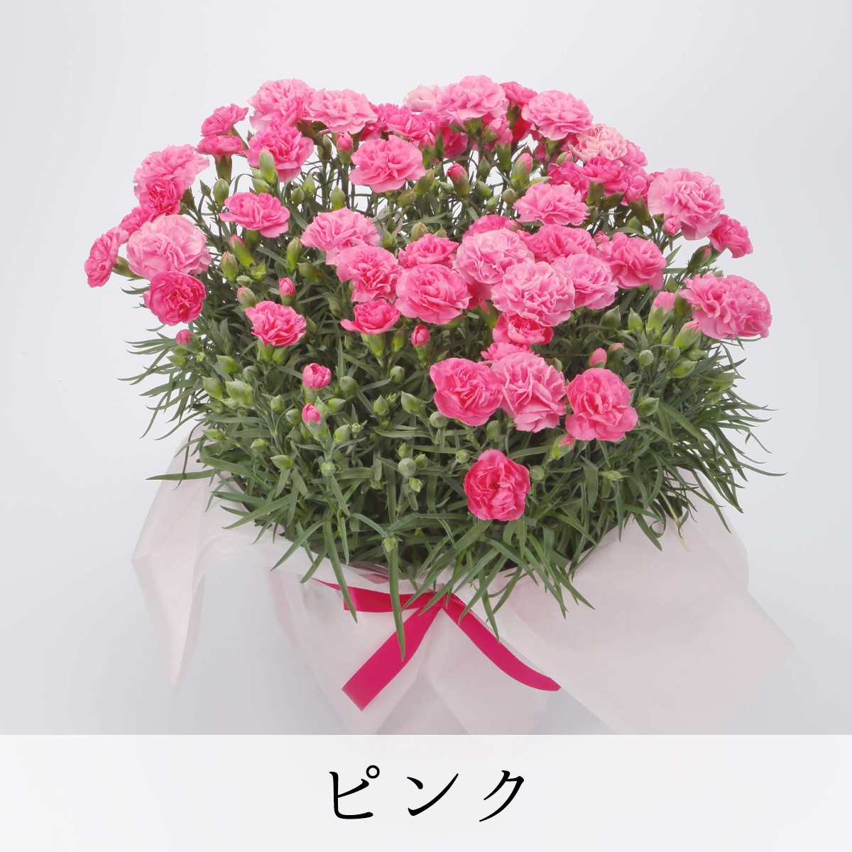 【2025年 母の日ギフト】カーネーション 尺鉢 10号鉢 鉢径約30cm 選べる花色 赤 ピンク 花のプレゼント ギフト 送料無料 haha