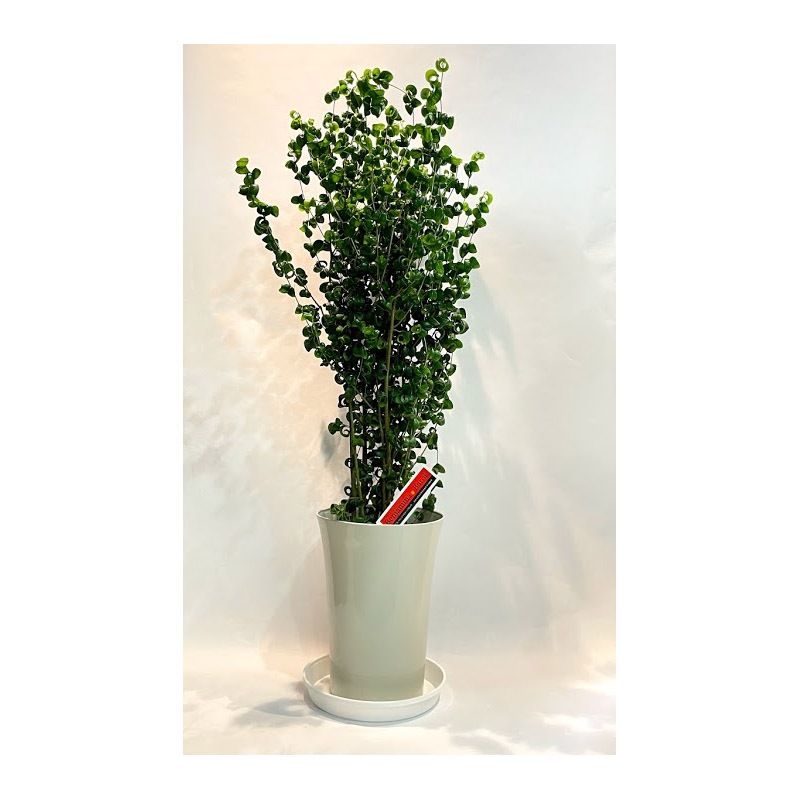 あす楽13時まで 土日出荷 フィカス ベンジャミナ バロック 7号鉢 鉢径21cm H80cm 観葉植物 おしゃれ インテリア 風水 ギフト サマーギフト プレゼント 種類で選ぶ 花鉢 花とお酒とギフト 銀座東京フラワー あす楽13時まで 土日出荷 フィカス ベンジャミナ バロック 7号鉢 鉢径21cm H80cm 観葉植物 おしゃれ インテリア 風水 ギフト サマーギフト プレゼント 種類で選ぶ 花鉢 花とお酒とギフト 銀座東京フラワー