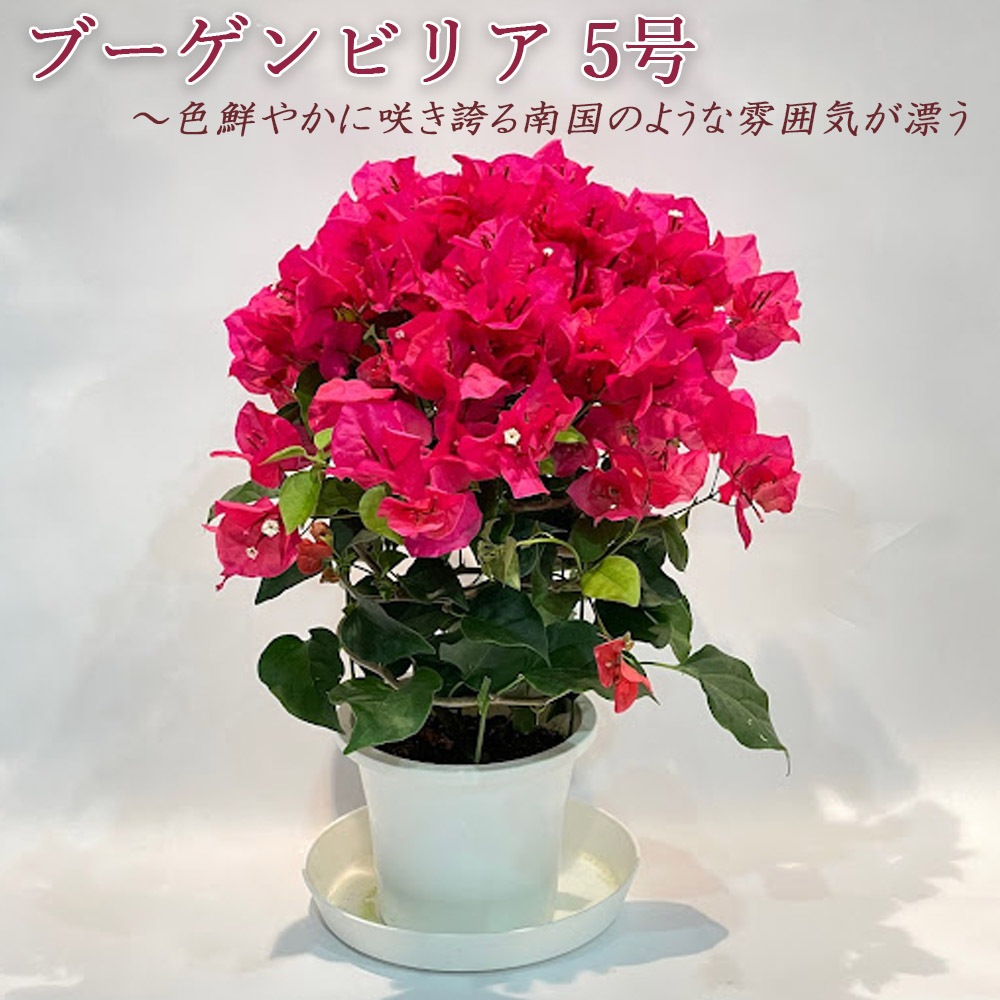 ブーゲンビレア 赤 特 5号 花鉢 花壇 ブーゲンビリア 5寸 トロピカル