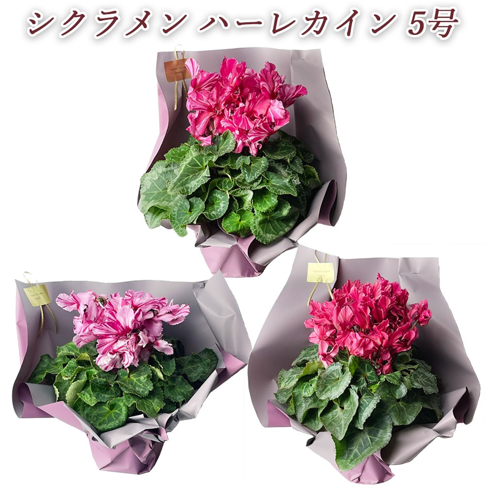 選べる シクラメン ハーレカイン 5号鉢 レッド ピンク 赤縞 複色 鉢径15cm H40 鉢植え 冬 クリスマス プレゼント 贈答品 ギフト フラワーギフト 花鉢 観葉植物 花とワインギフト銀座東京フラワー 選べる シクラメン ハーレカイン 5号鉢 レッド ピンク 赤縞 複色 鉢径15cm H40 鉢植え 冬 クリスマス プレゼント 贈答品 ギフト フラワーギフト 花鉢 観葉植物 花とワインギフト銀座東京フラワー