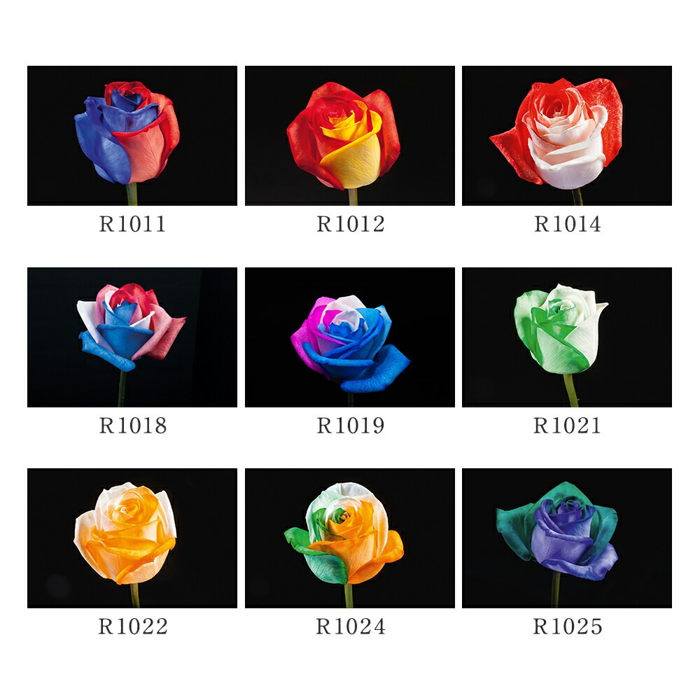 【受注再開しました】 レインボーローズ オリジナル発注 バラ 色変わり 20本から 本数指定 50本 60本 100本 108本 送料別 虹色のバラ 別注 カスタマイズ 誕生日 ギフト プレゼント プロポーズ 結婚 祝い 記念日 お祝い サプライズ 門出 虹薔薇 レインボー 薔薇 虹色