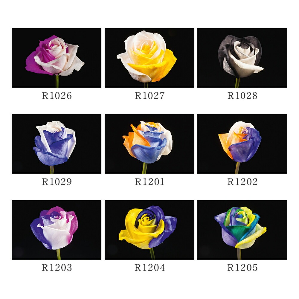 【受注再開しました】 レインボーローズ オリジナル発注 バラ 色変わり 20本から 本数指定 50本 60本 100本 108本 送料別 虹色のバラ 別注 カスタマイズ 誕生日 ギフト プレゼント プロポーズ 結婚 祝い 記念日 お祝い サプライズ 門出 虹薔薇 レインボー 薔薇 虹色