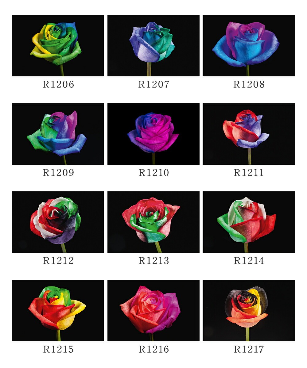 【受注再開しました】 レインボーローズ オリジナル発注 バラ 色変わり 20本から 本数指定 50本 60本 100本 108本 送料別 虹色のバラ 別注 カスタマイズ 誕生日 ギフト プレゼント プロポーズ 結婚 祝い 記念日 お祝い サプライズ 門出 虹薔薇 レインボー 薔薇 虹色