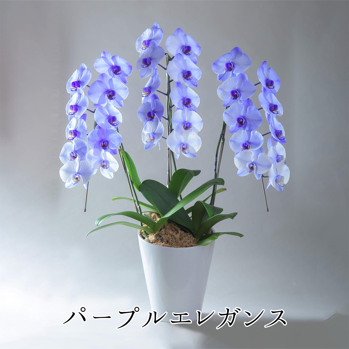 エレガンスシリーズ- 胡蝶蘭 青い胡蝶蘭 ブルーエレガンス パープル