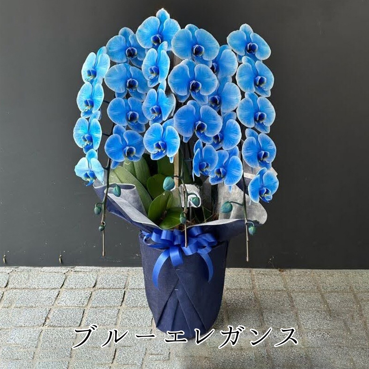 エレガンスシリーズ- 胡蝶蘭 青い胡蝶蘭 ブルーエレガンス パープル