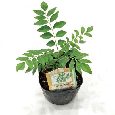 スパイス＆ハーブも◎銀座クオリティ】 カレーリーフ 苗 3号ポット 【1