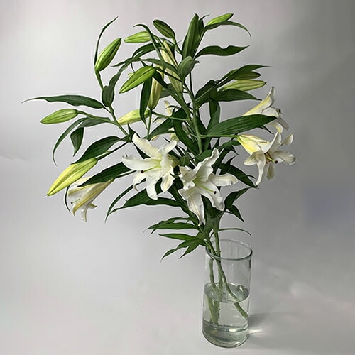 カサブランカ 花束 4本 16輪以上 生花 ユリの女王 銀座のカサブランカ 大輪白ユリ ほぼ蕾でお届け お届け日指定 送料無料 誕生日 プレゼント ギフト 父 お祝い 贈り物