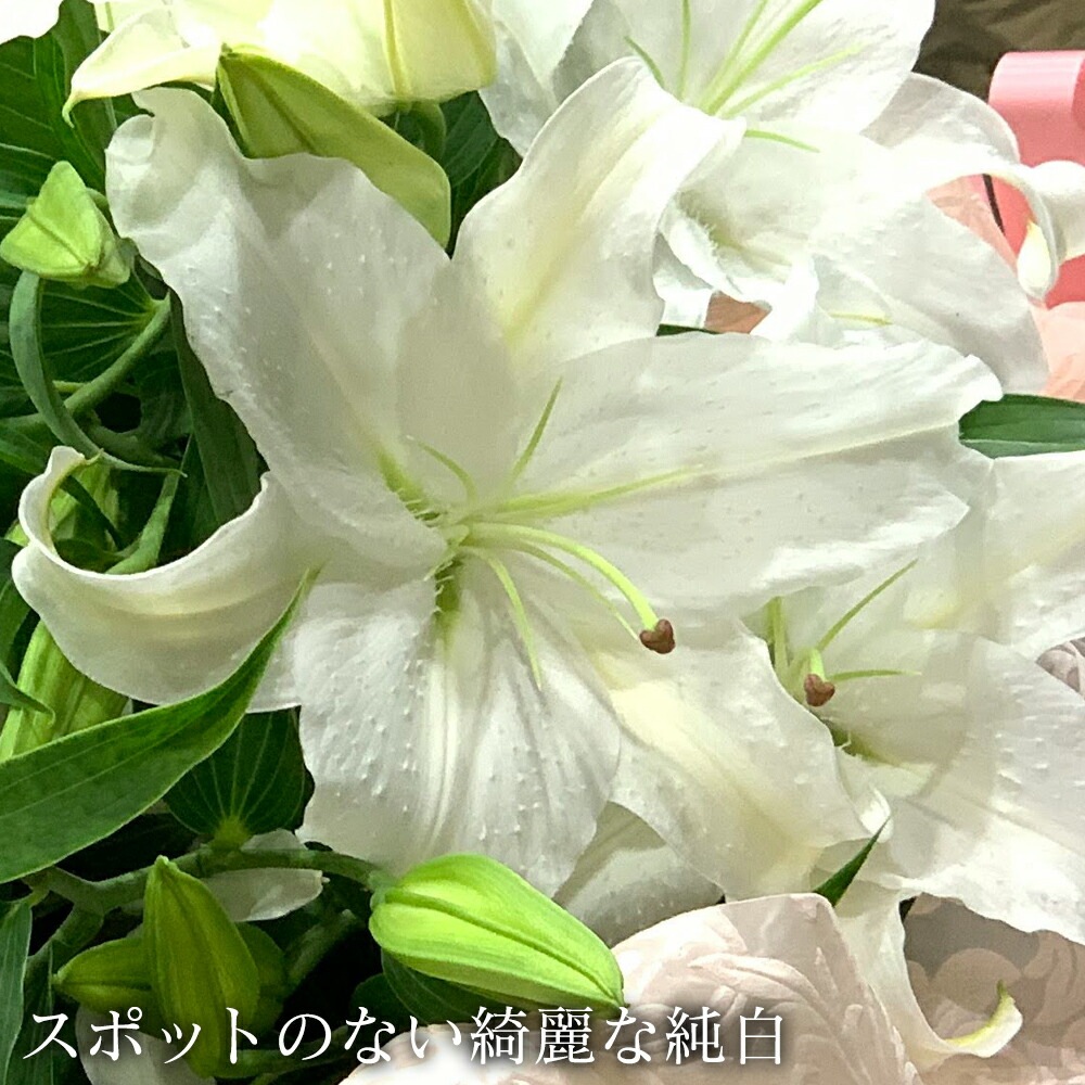カサブランカ 花束 5本 20輪以上 生花 白ユリの女王 銀座のカサブランカ 大輪白ユリ ほぼ蕾でお届け 土日も出荷 お届け日指定 送料無料 誕生日 プレゼント ギフト 父 お祝い 贈り物