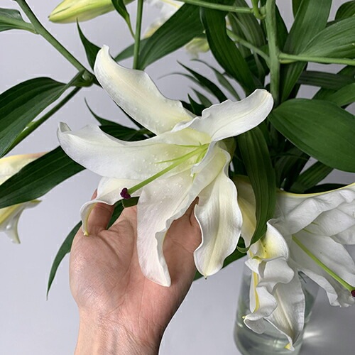 カサブランカ 花束 6本 24輪以上 生花 ユリの女王 銀座のカサブランカ 大輪白ユリ ほぼ蕾でお届け 土日も出荷 お届け日指定 送料無料 誕生日 クリスマス プレゼント ギフト お祝い 贈り物