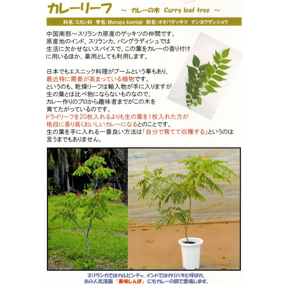 カレーリーフ 苗 3号ポット 【6苗セット】 ミカン科 ナンヨウザンショウ あす楽13時まで 土日も出荷 スパイス リーフ 農薬不使用 (産地確認済み) 南洋山椒 オオバゲッキツ カリーパッタ カリパタ カラピンチャ カルピンチャ 本格カレー ハーブ