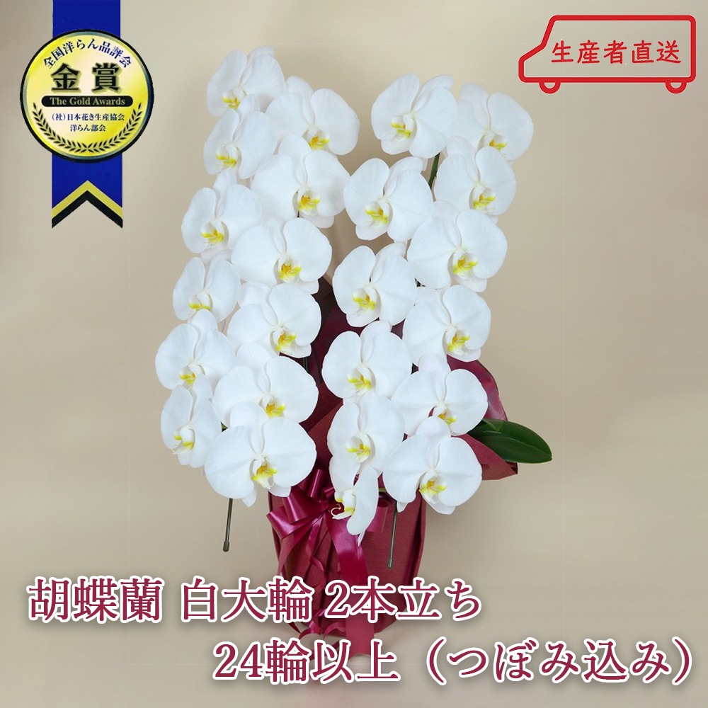 胡蝶蘭 白大輪 ２本立ち ２４輪以上(つぼみ込み)（注文日より3日後以降お届） [1WW0212] 送料込 お祝い 開店 御祝 お祝 上場祝 花 就任祝 母の日
