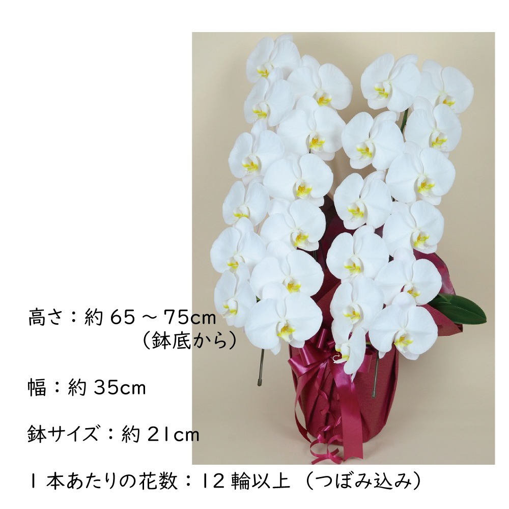 胡蝶蘭 白大輪 ２本立ち ２４輪以上(つぼみ込み)（注文日より3日後以降お届） [1WW0212] 送料込 お祝い 開店 御祝 お祝 上場祝 花 就任祝 母の日