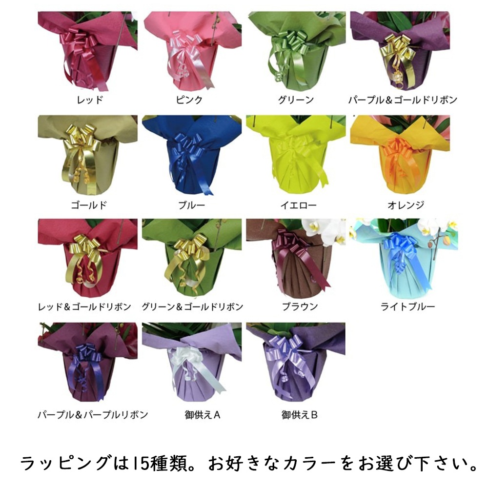 胡蝶蘭 白大輪 ２本立ち ２４輪以上(つぼみ込み)（注文日より3日後以降お届） [1WW0212] 送料込 お祝い 開店 御祝 お祝 上場祝 花 就任祝 母の日