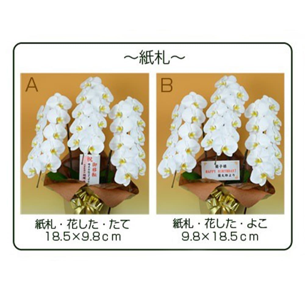 胡蝶蘭 白大輪 ２本立ち ２４輪以上(つぼみ込み)（注文日より3日後以降お届） [1WW0212] 送料込 お祝い 開店 御祝 お祝 上場祝 花 就任祝 母の日