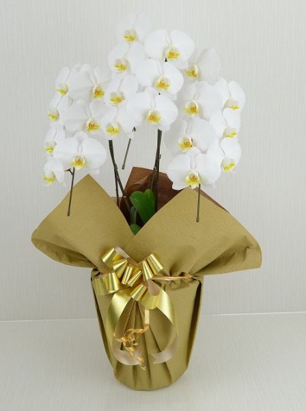 胡蝶蘭 白 大輪 3本立ち 18輪以上 つぼみ込み あす楽13時まで 立札 名札無料 紙札 お祝い 花 コチョウラン ギフト プレゼント 開店 開院 開業 移転 お供え 贈り物 還暦 喜寿 傘寿 卒寿 百寿 叙勲 株主総会