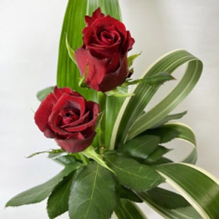 赤いバラ 花束 ブラックボックス 入り かすみ草 カスミソウ または グリーン 葉物 アレンジ レッドローズ 赤薔薇 赤い薔薇 赤いバラの花束 送料無料 ホワイトデー 卒業式 入学 プレゼント ギフト プロポーズ 誕生日 記念日 贈り物 クール便選択可能