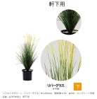 ��ե��������꡼�� �֥�С����饹��H1100mm������ȭH190����220�����󥯥꡼�Ƚ�Ŷ�����֡�A70TN501�������ѡڿ�ʪ���͹���ʪ���͹����ڡ���С����饹���������٥�ҡ�