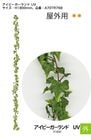 ��ե��������꡼��ڥ����ӡ��������� UV�ۥ�������H1800mm�����֡�A70TR768�������ѡ��������ɡڿ͹���ʪ  �������٥�ҡ�