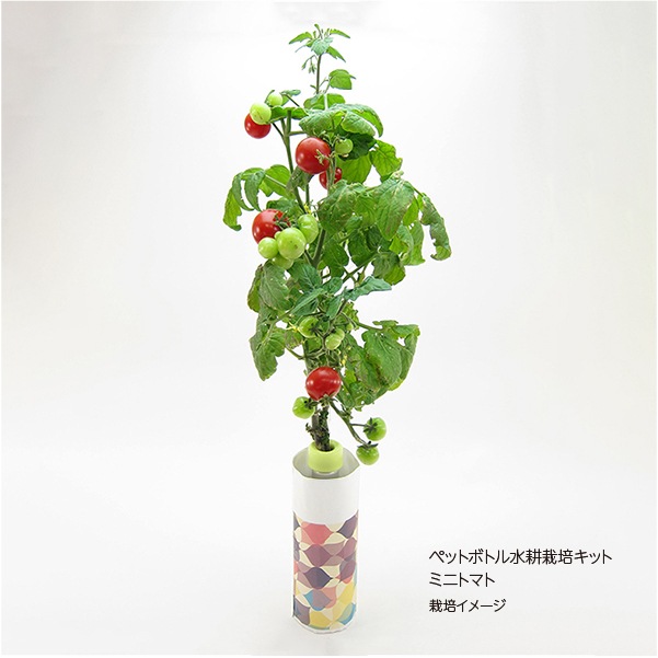 ペットボトル水栽培キット