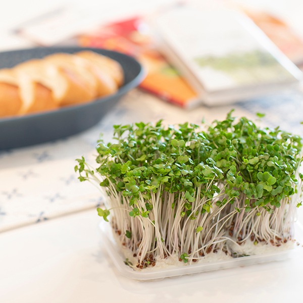 スプラウトブック