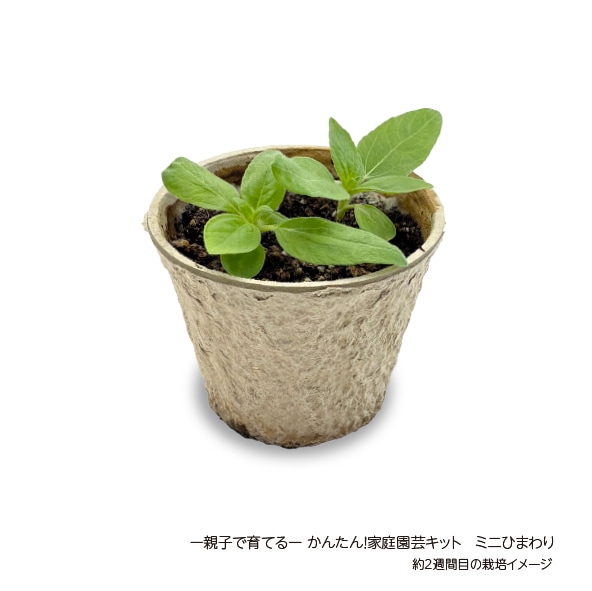 ー親子で育てるーかんたん！家庭園芸キット