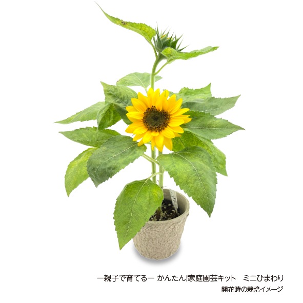 ー親子で育てるーかんたん！家庭園芸キット