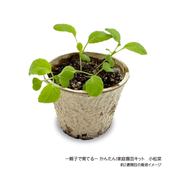 ー親子で育てるーかんたん！家庭園芸キット