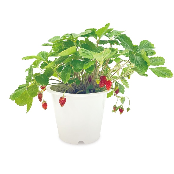 ワイルドストロベリー栽培キット