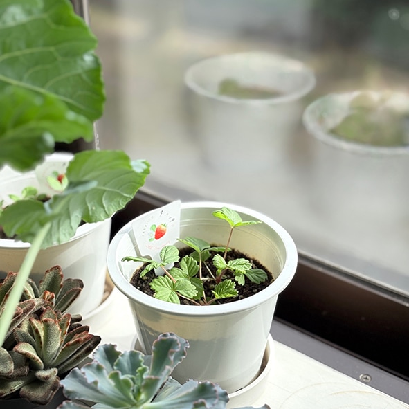 ワイルドストロベリー栽培キット