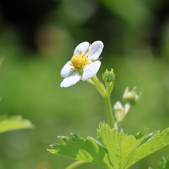 ワイルドストロベリー栽培キット