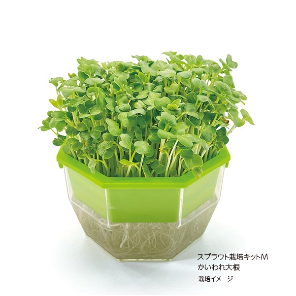 スプラウト栽培キットM