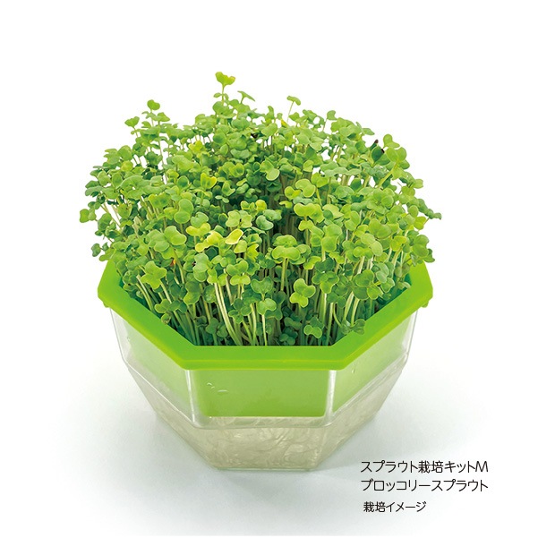 スプラウト栽培キットM
