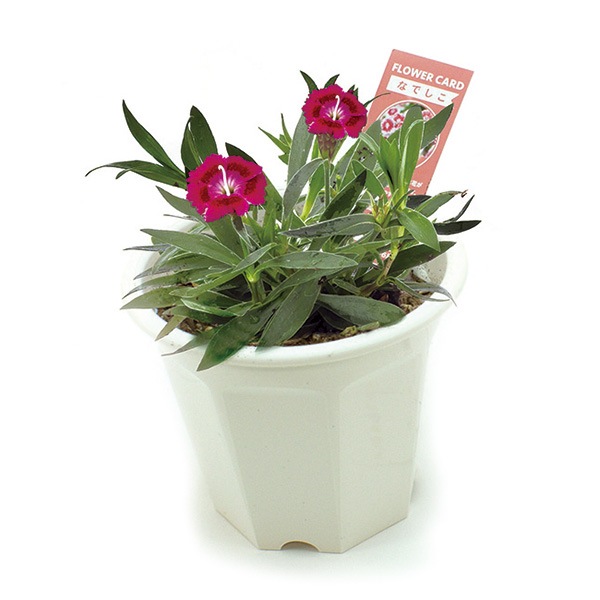 フラワーメッセージ