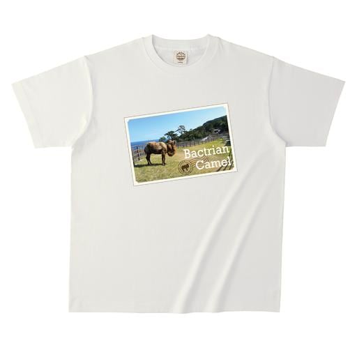 フタコブラクダ オーガニックコットンTシャツ