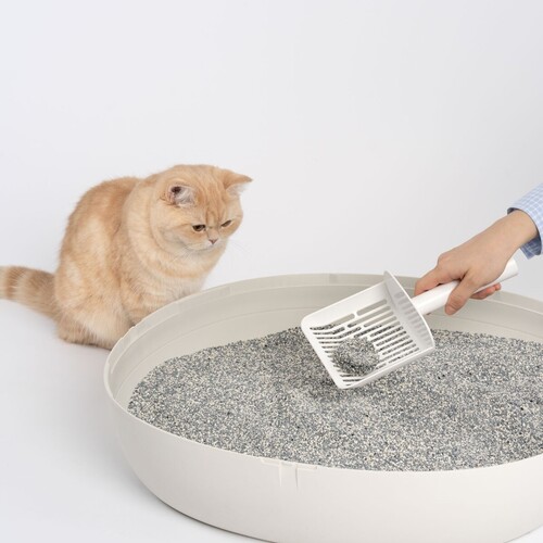 エバークリーン 飛び散りにくい猫砂 芳香 猫用 8.5kg×1箱入 | 猫用品