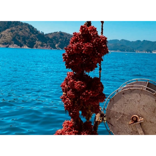 【宮城県産ホヤの極み認定】ホヤキムチ漬け150g※この商品は1回の注文で最大2個まで