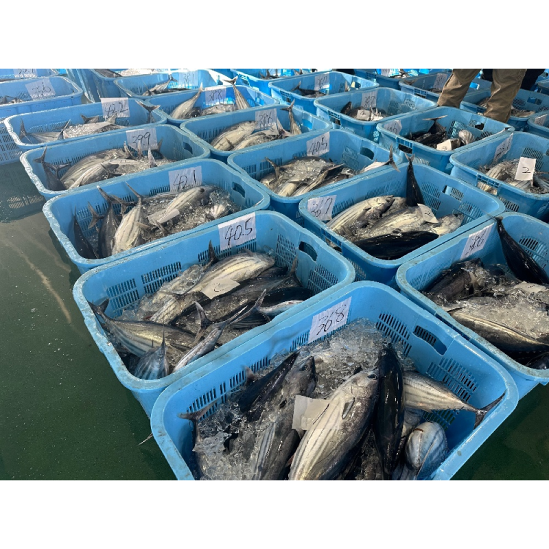 メーカー・産地直送】〈野島水産〉藁焼き鰹たたき2節セット（特製