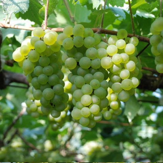 嘉-yosyi スパークリングシャルドネ 白｜【高畠ワイナリー】200ml