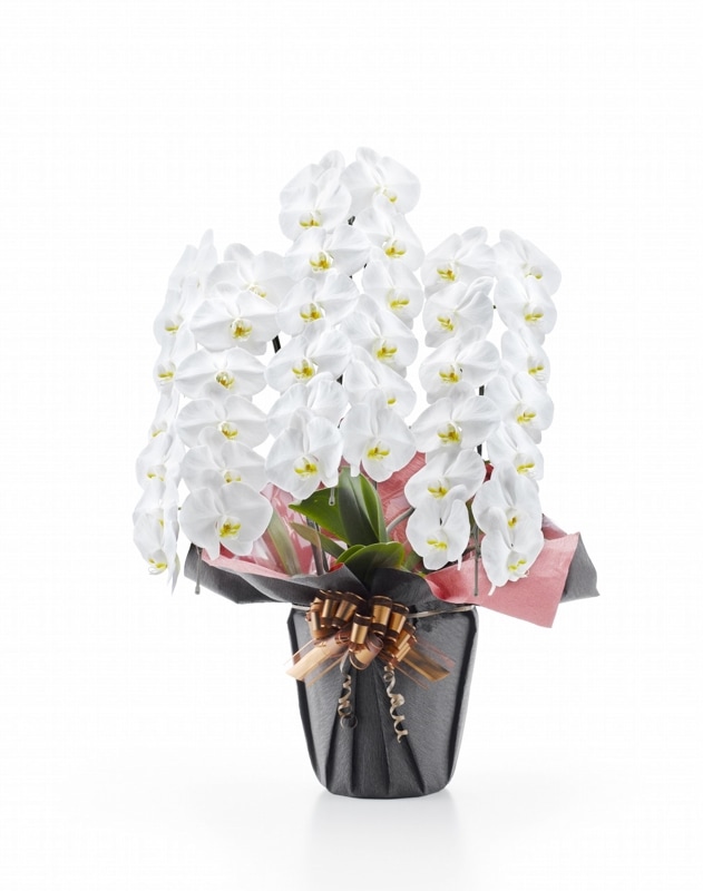 ¿ᢨ ĳءΩذʾʤĤܤ߹ߡˡʥޥȱ͢ǤǤ[1WW0313]