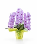 ĳˎߎݎءΩذʾʤĤܤ߹ߡˡʥޥȱ͢ǤǤˡ[1PP0311]