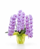 ĳˎߎݎءΩذʾʤĤܤ߹ߡˡʥޥȱ͢ǤǤ[1PP0313]