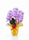 ĳˎߎݎءΩذʾʤĤܤ߹ߡˡʥޥȱ͢ǤǤˡ[1PP0308]