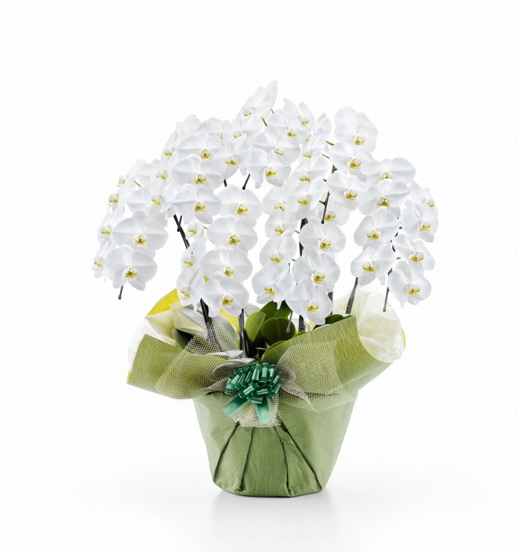 ĳءΩذʾ(Ĥܤ߹ߡ ʺؤǤǤ[1WW0708]