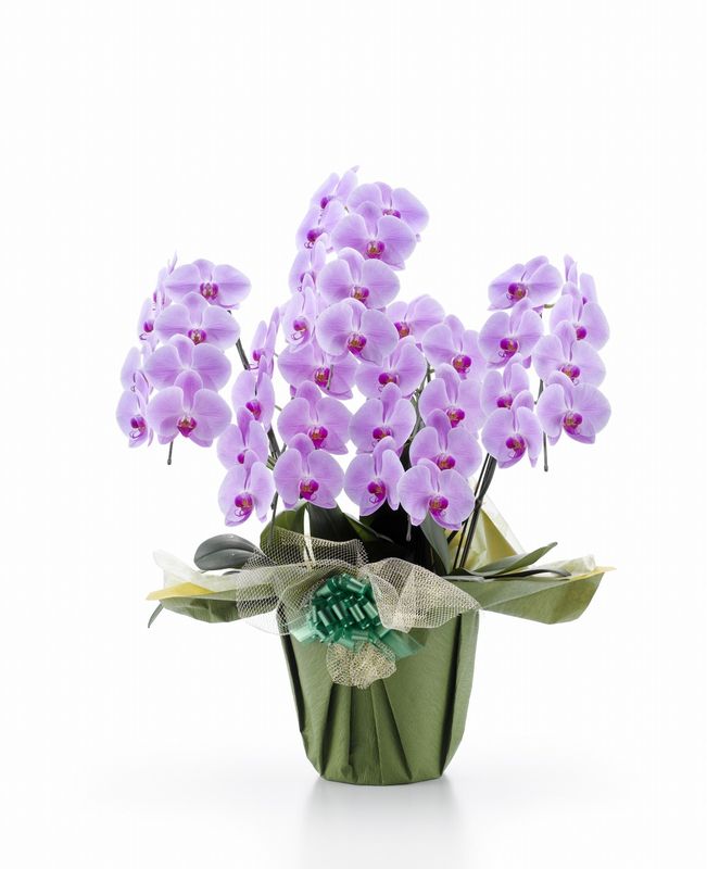 ��ĳ�����ԥ����ء�����Ω���������ذʾ�(�Ĥܤ߹��ߡˡʥ�ޥȱ�͢�����Ǥ���[1PP0508]
