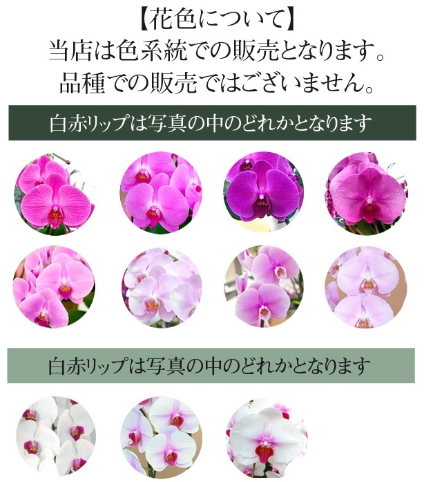 ĳˎߎݎءΩذʾ(Ĥܤ߹ߡˡʺؤǤǤˡ[1PP0708]