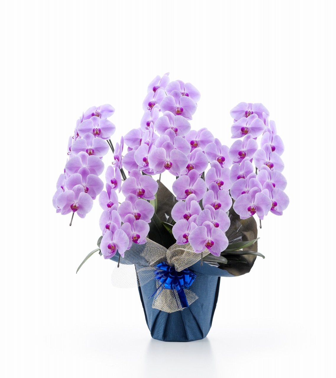 ĳˎߎݎءΩذʾ(Ĥܤ߹ߡˡʥޥȱ͢ǤǤ[1PP0511]