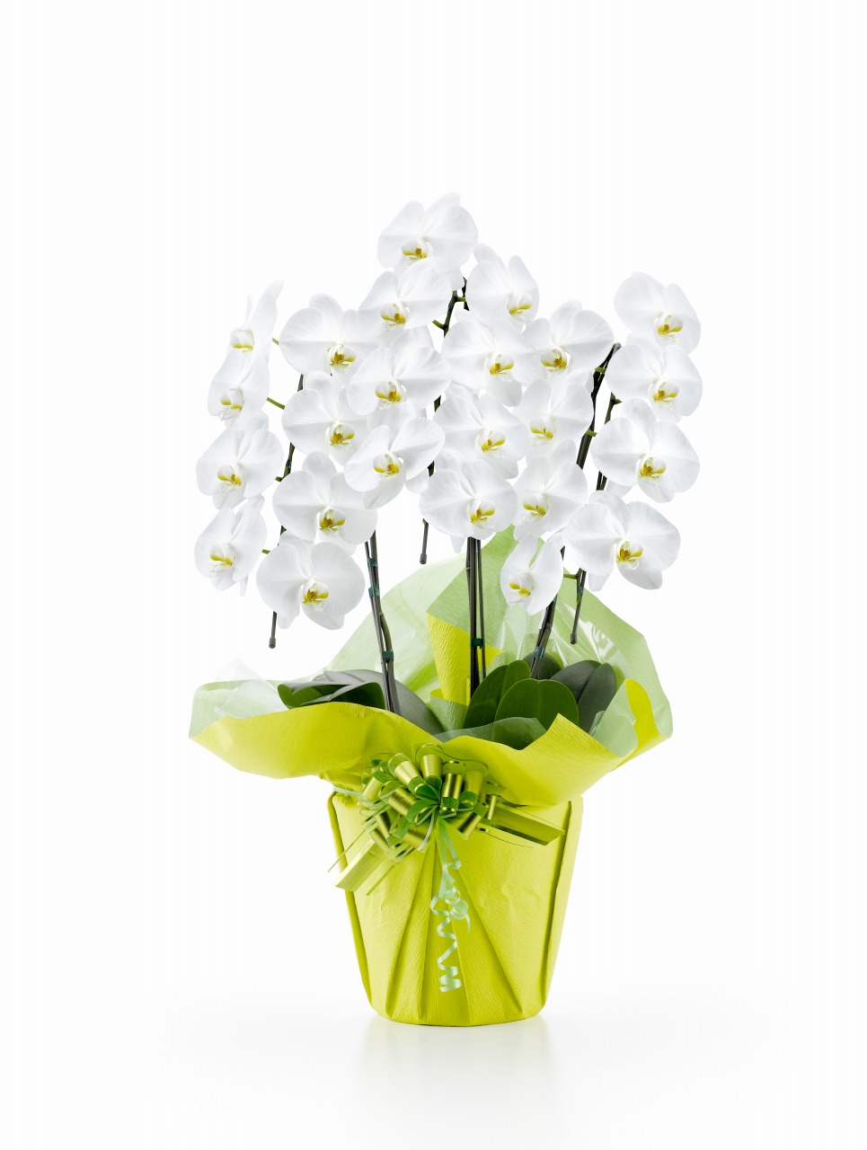 ĳءΩ24ذʾ(Ĥܤ߹)ʥޥȱ͢ǤǤˡ[1WW0308]