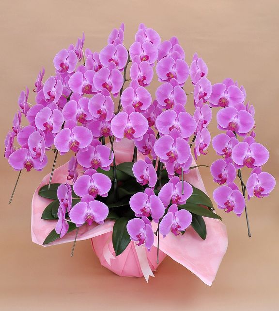 ĳˎߎݎءΩذʾ(Ĥܤ߹ߡ ʺؤǤǤ[1PP0708]