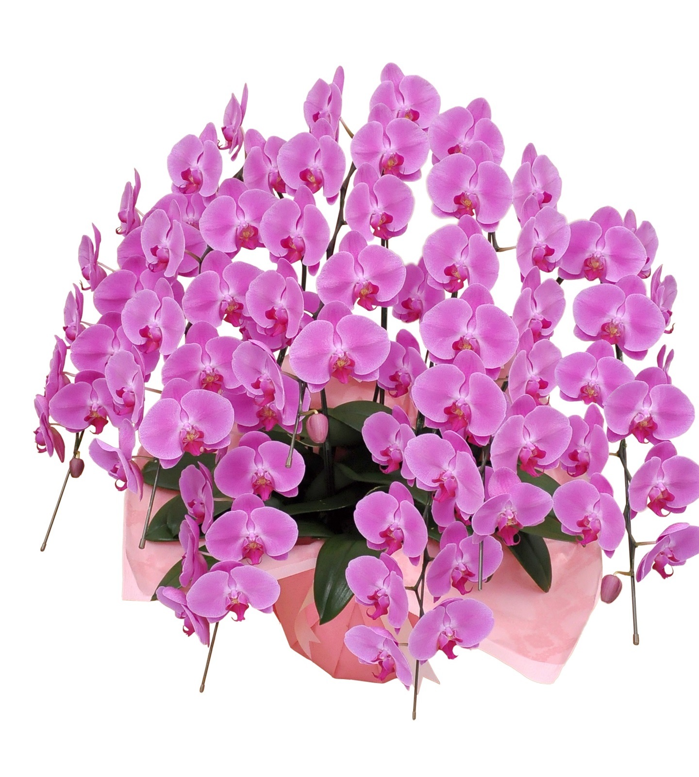 ��ĳ�����ˎߎݎ����ء�����Ω���������ذʾ�(�Ĥܤ߹��ߡˡʺ�����ؤǤ������Ǥ��ˡ�[1PP0711]